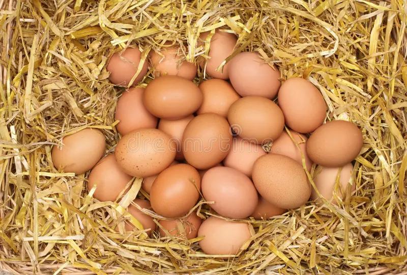 Fresh eggs
