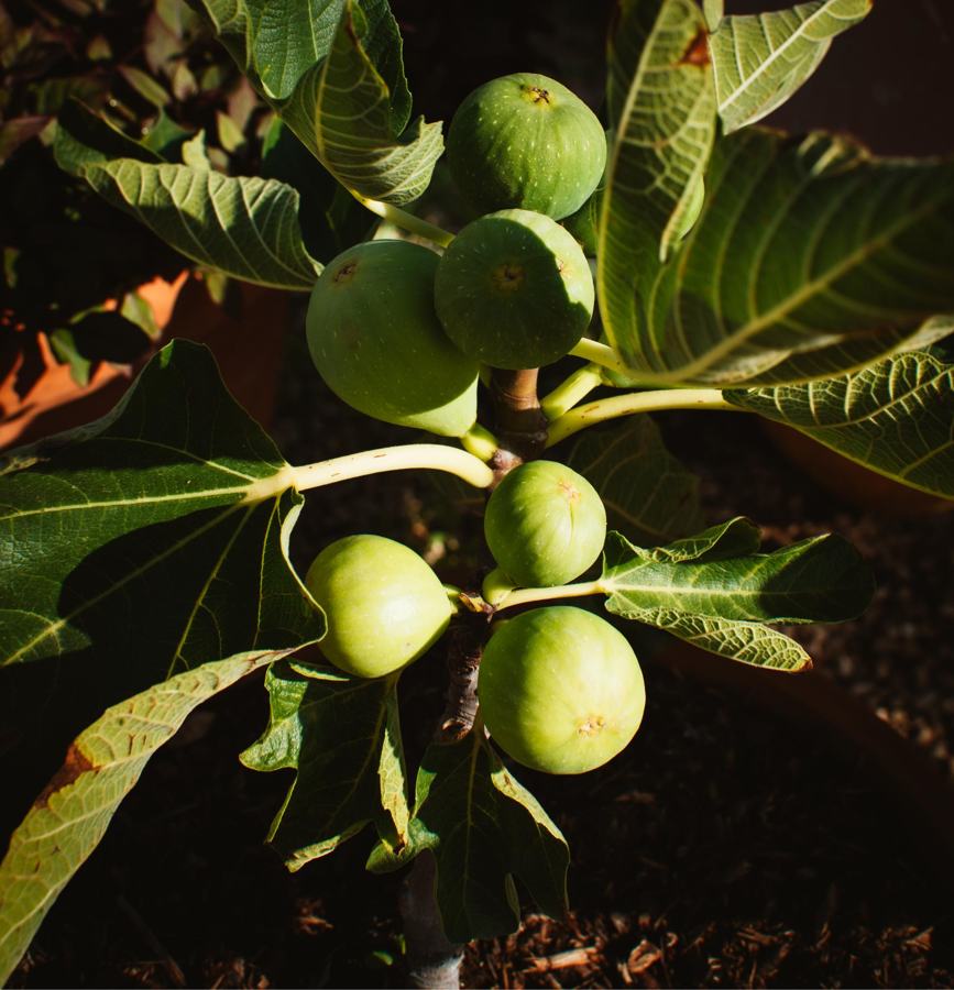 Foto van Finca Vellie