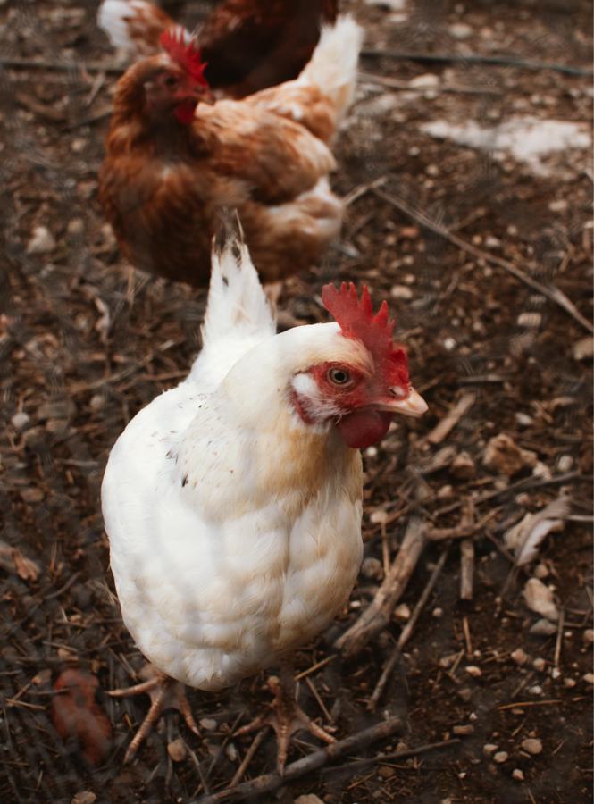 Foto van Finca Vellie