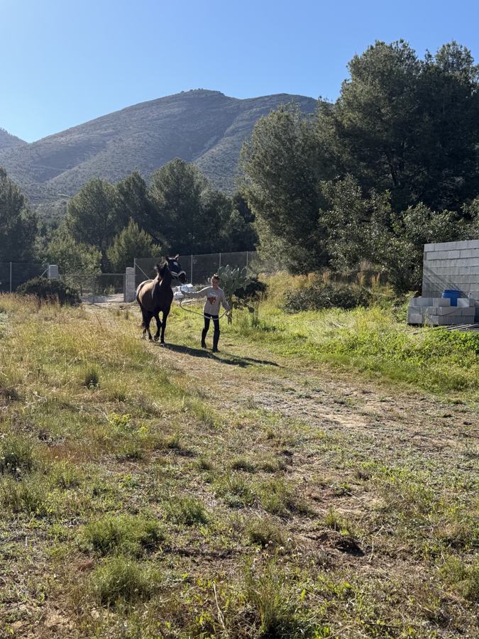 Horse and donkey on the property